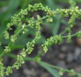 Rumex acetosella. Часть соцветия. Хабаровский край, левый берег Амура напротив с. Нижнетамбовское, каменистый пляж. 21.07.2012.