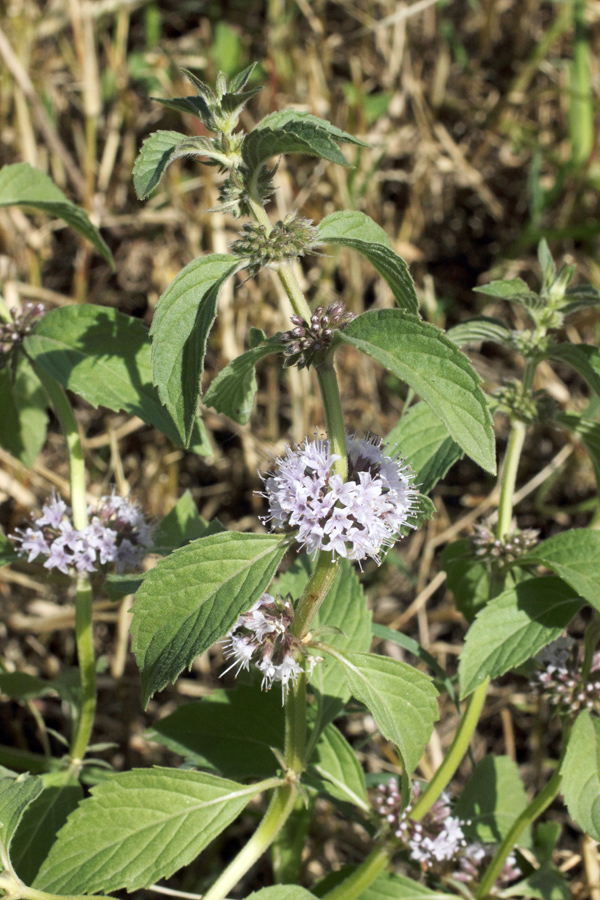 Image of Mentha arvensis specimen.