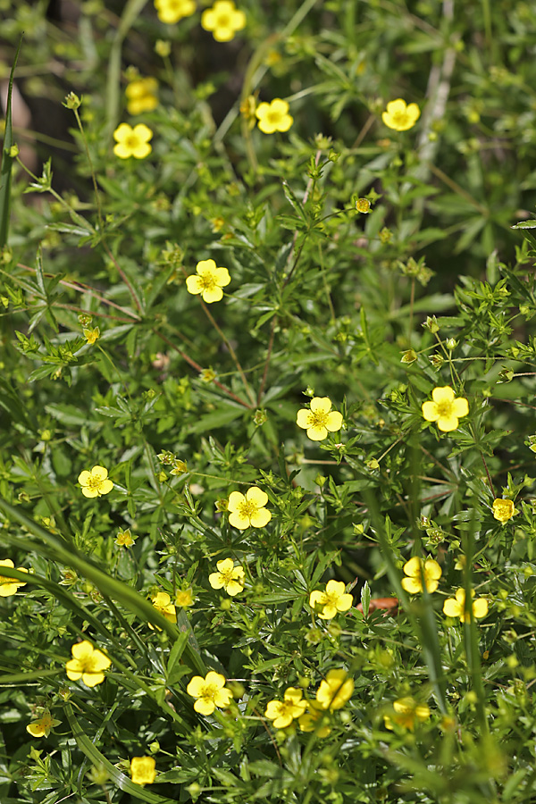 Изображение особи Potentilla erecta.