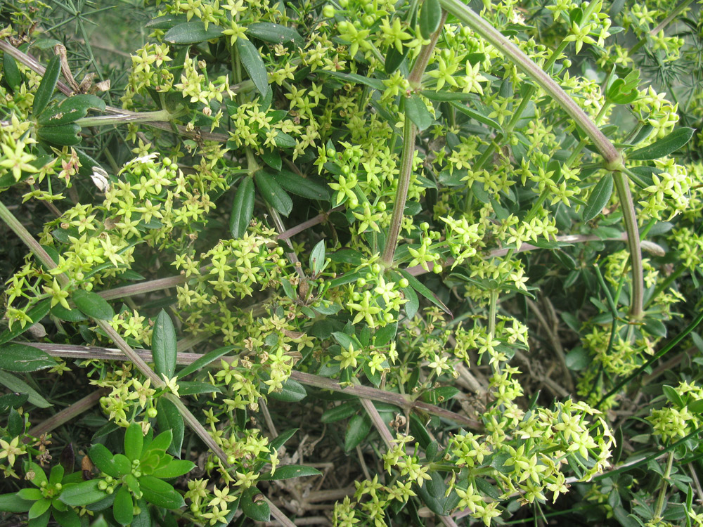 Изображение особи Rubia tenuifolia.