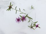 Centaurea jacea