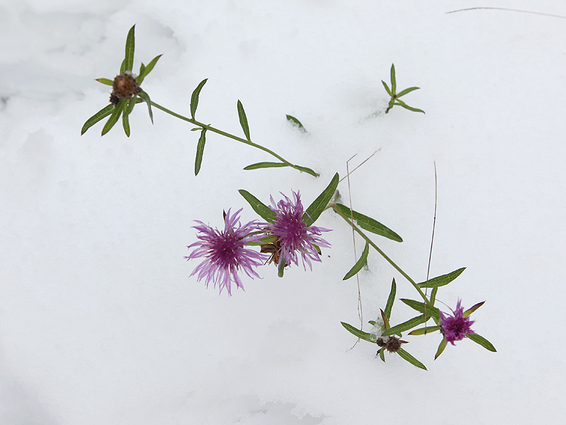 Image of Centaurea jacea specimen.