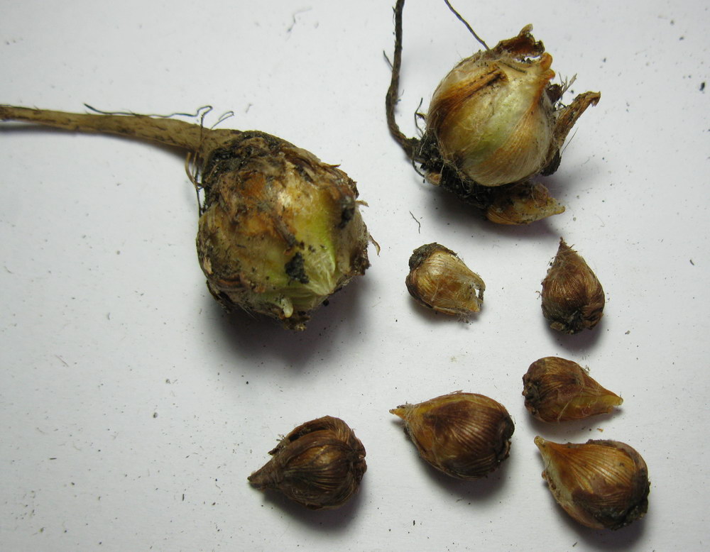 Image of Oxalis tetraphylla specimen.