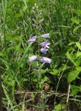 Campanula bononiensis