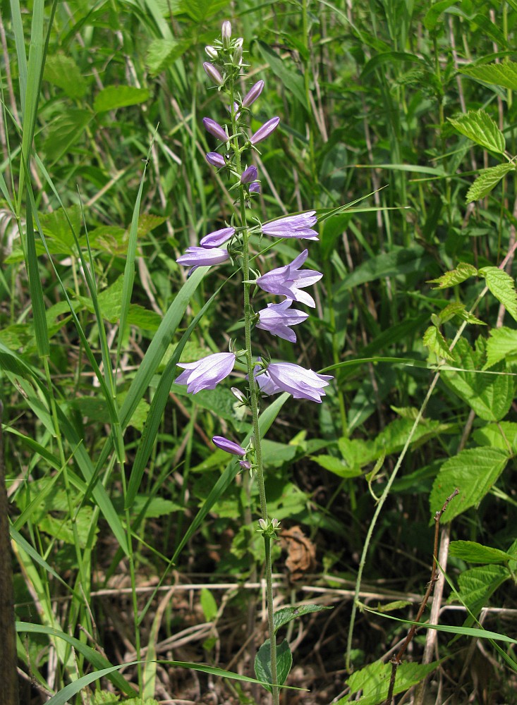 Изображение особи Campanula bononiensis.