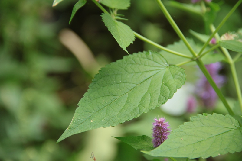 Изображение особи Agastache rugosa.