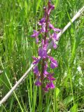 Anacamptis laxiflora ssp. elegans