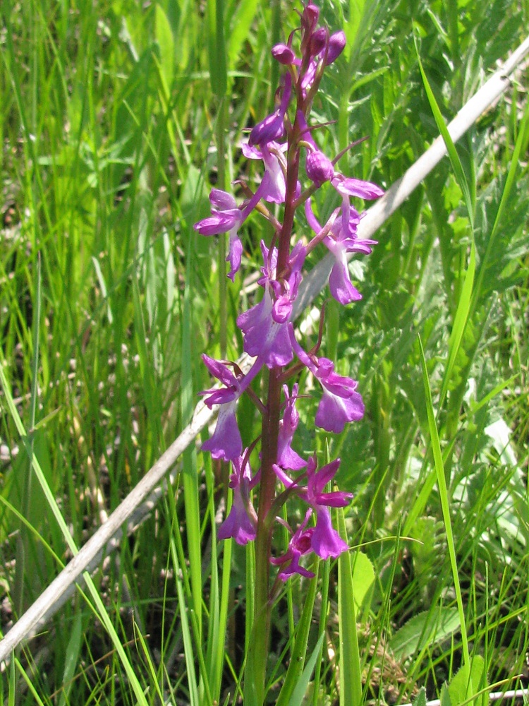 Изображение особи Anacamptis laxiflora ssp. elegans.