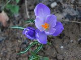 Crocus vernus