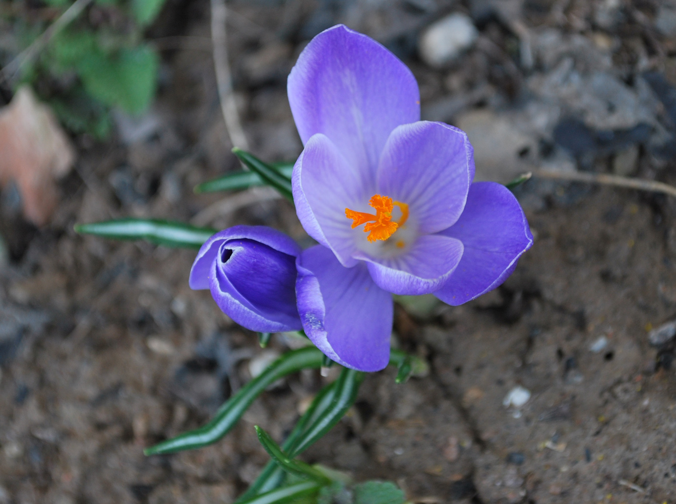 Изображение особи Crocus vernus.