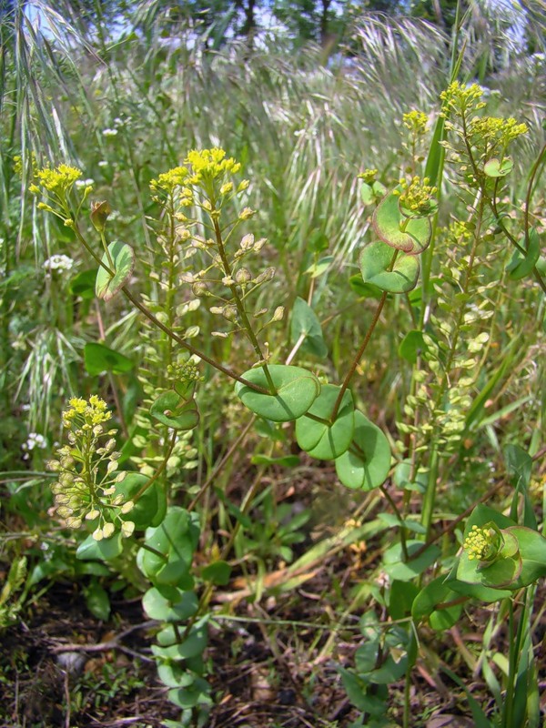Image of Lepidium perfoliatum specimen.