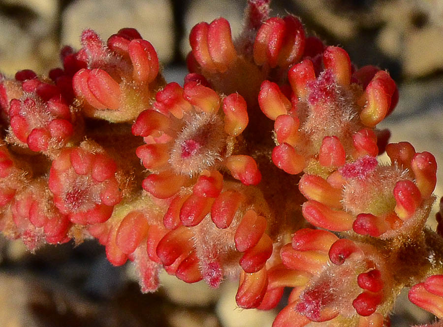 Image of Alectryon tomentosum specimen.