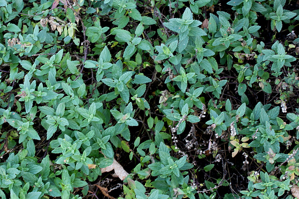 Изображение особи Scutellaria alpina.