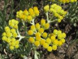 Helichrysum arenarium