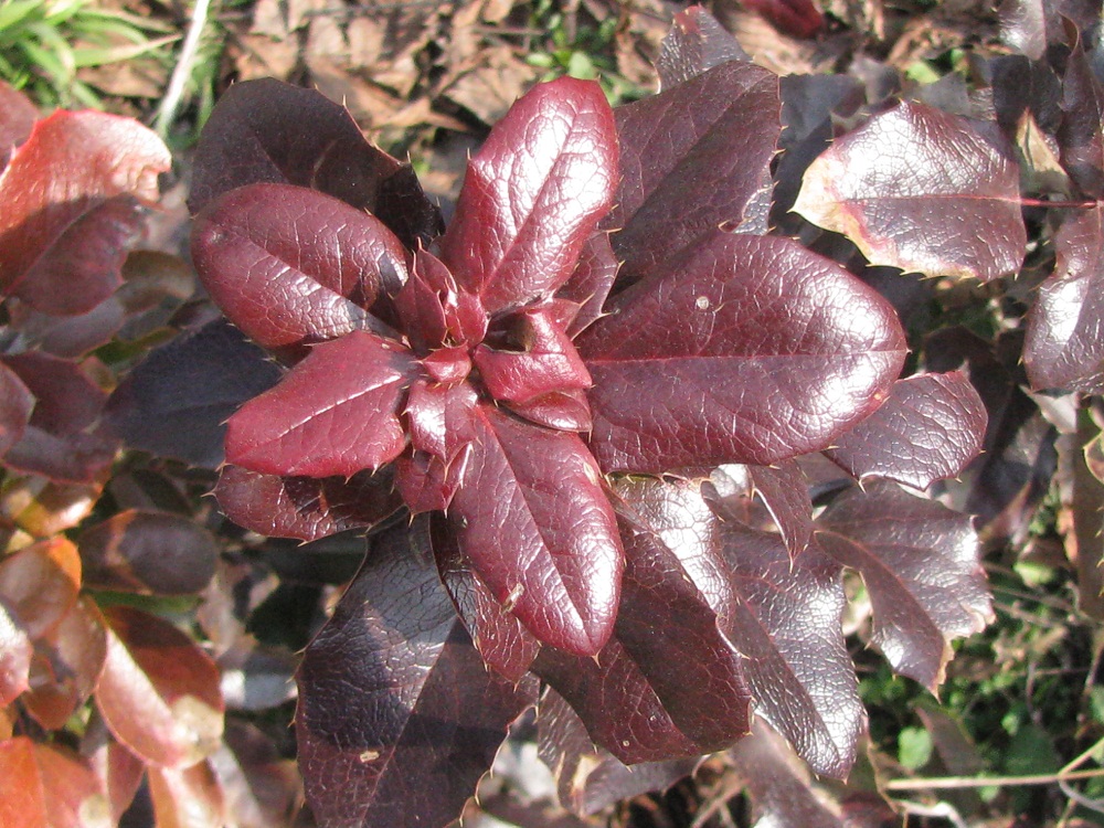 Image of Mahonia aquifolium specimen.