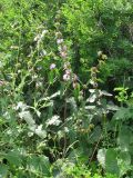 Phlomoides tuberosa