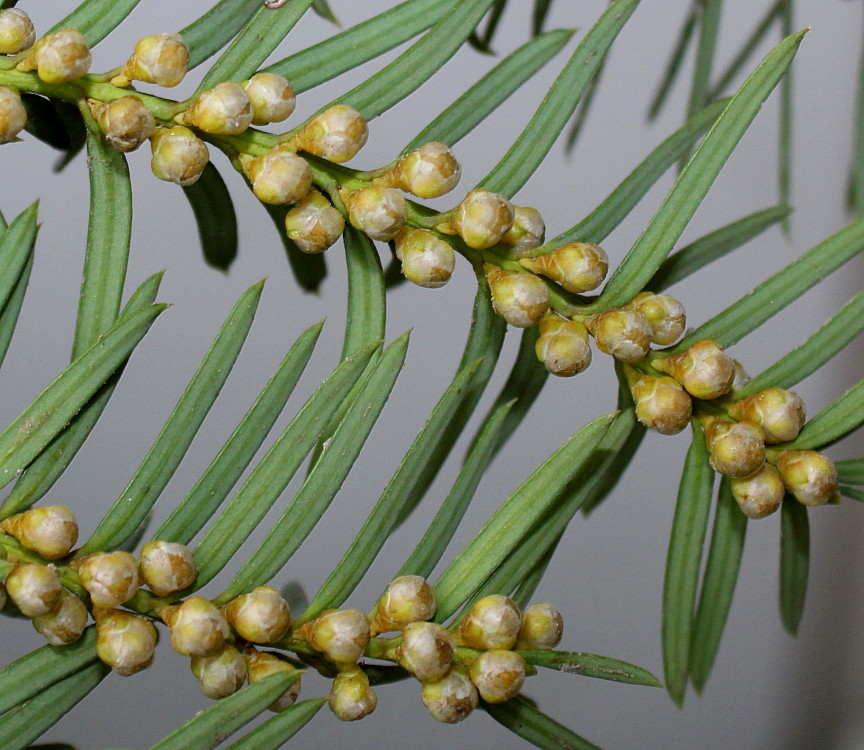 Image of Taxus baccata specimen.