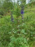 Delphinium elatum