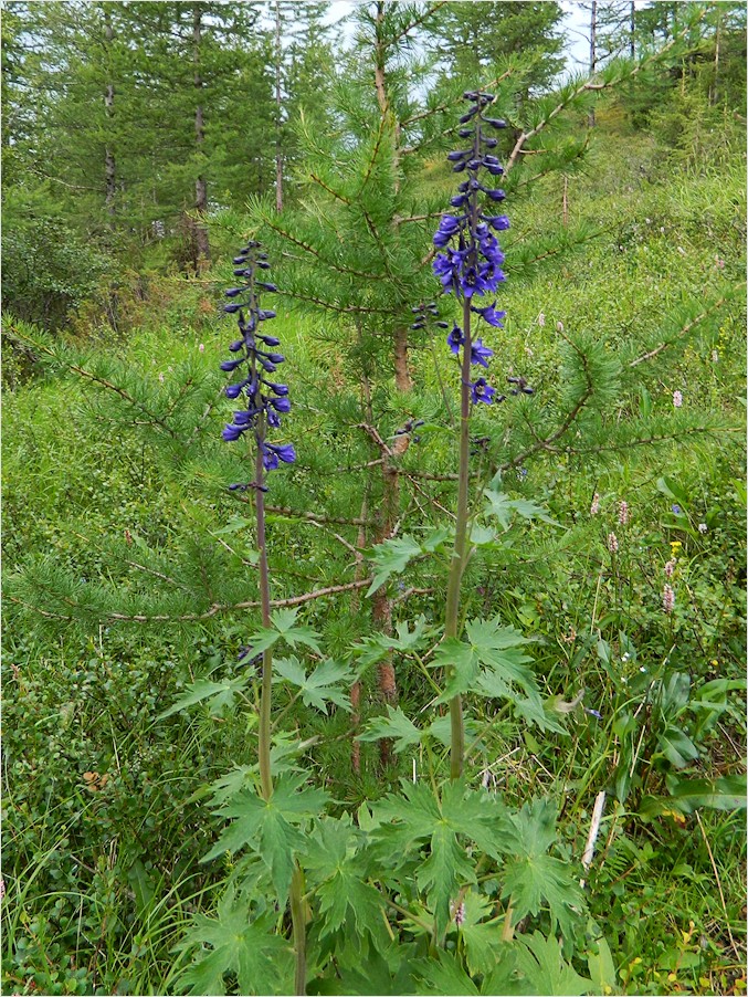 Изображение особи Delphinium elatum.