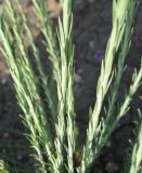 Linum marschallianum. Стебли с листьями. Крым, Симферополь, ботсад университета, 17 мая 2009 г.