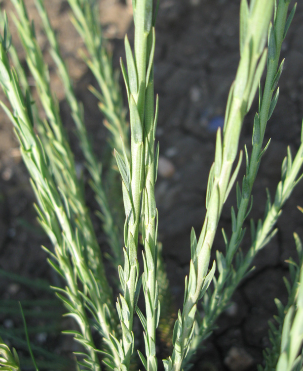 Image of Linum marschallianum specimen.