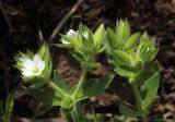 Cerastium inflatum