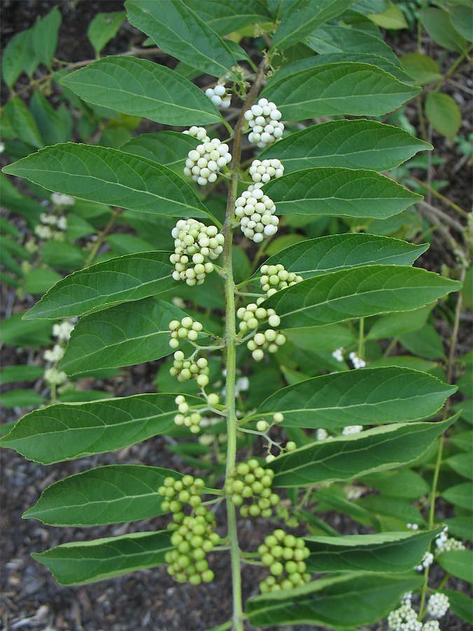 Изображение особи Callicarpa dichotoma.