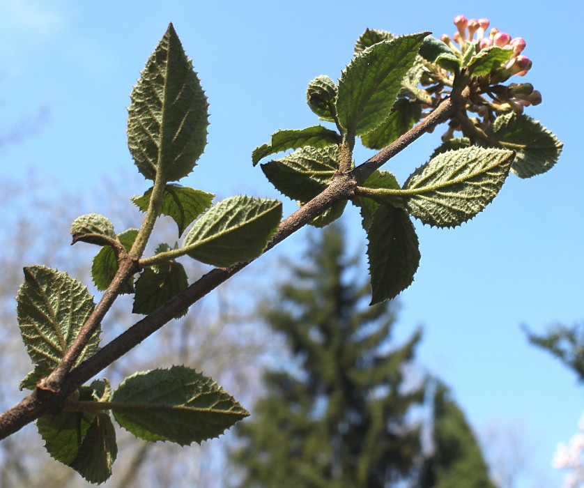 Изображение особи Viburnum carlesii.