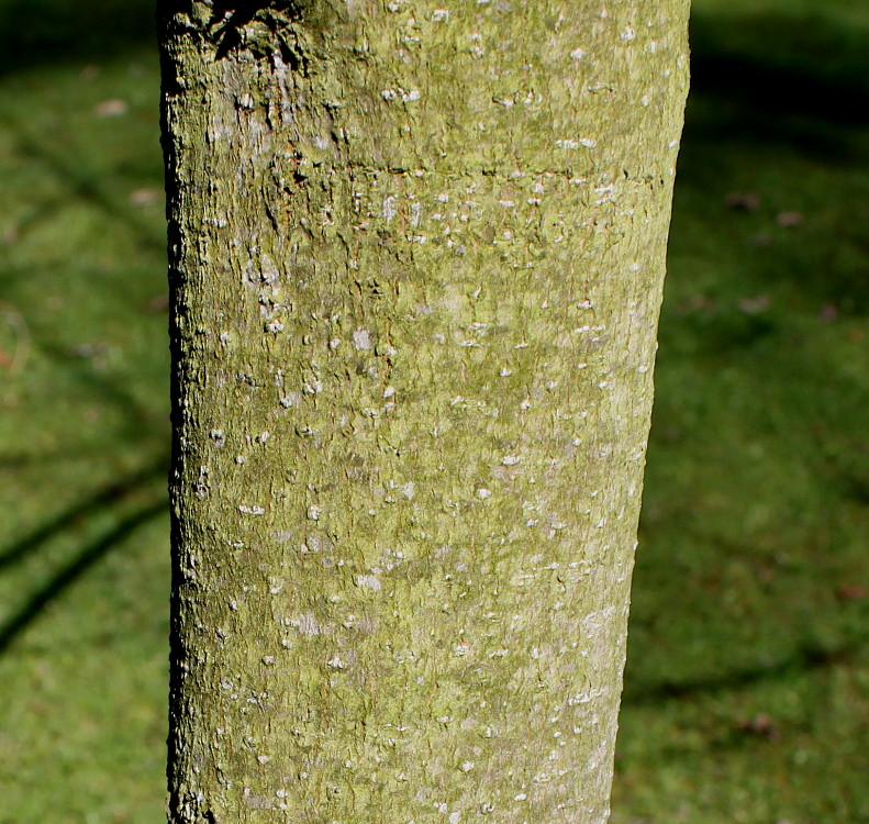 Image of Magnolia officinalis specimen.