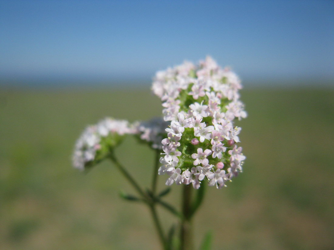 Image of Valerianella coronata specimen.