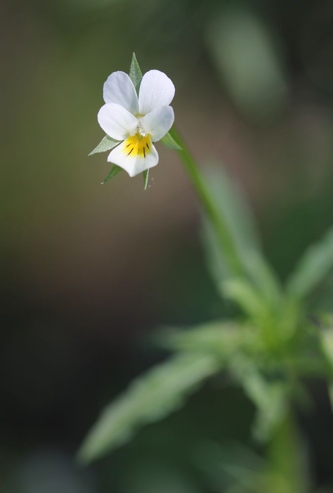 Изображение особи Viola arvensis.