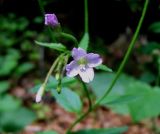 Epilobium montanum