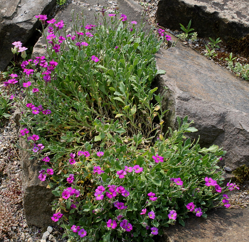 Image of Aubrieta × cultorum specimen.