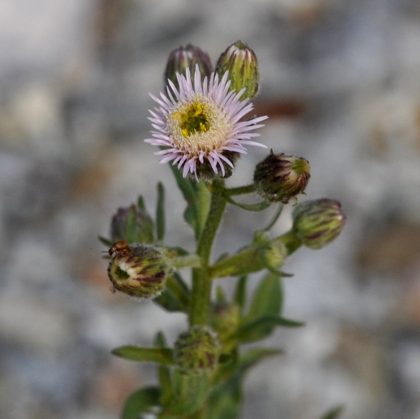 Image of Erigeron acris specimen.