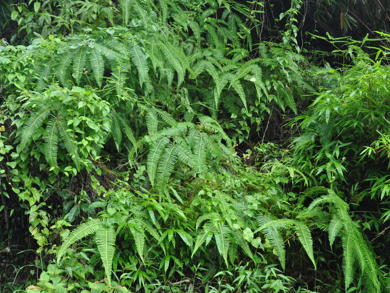 Image of Dicranopteris linearis specimen.