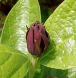 genus Calycanthus