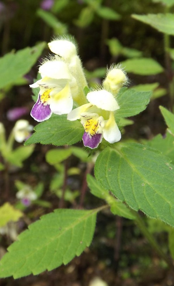Image of Galeopsis speciosa specimen.