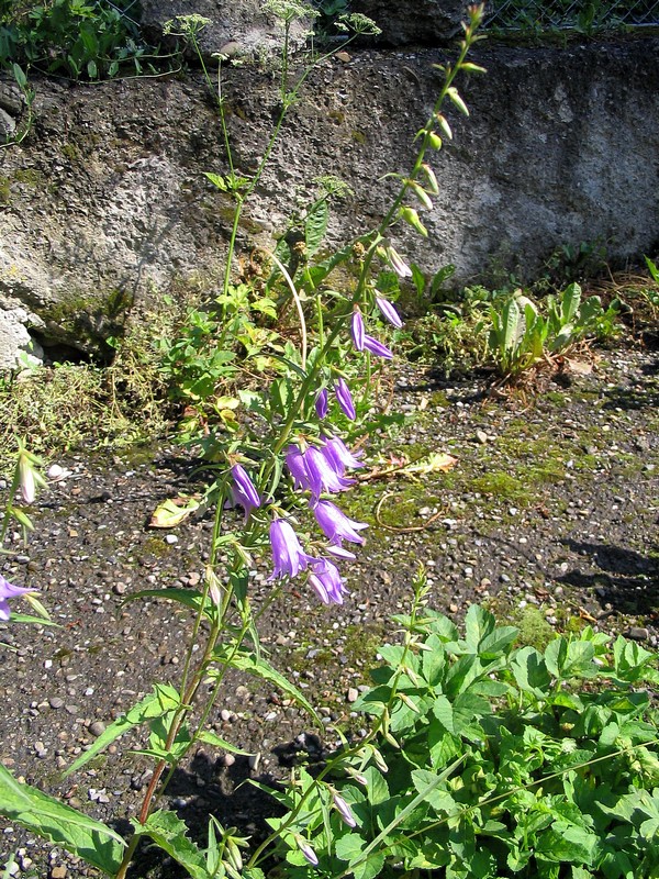 Image of Campanula rapunculoides specimen.