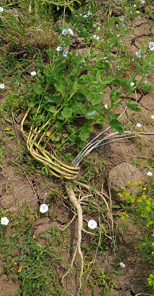 Image of Althaea officinalis specimen.