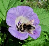 Nicandra physalodes. Цветок с кормящимся шмелём. Архангельская обл., Холмогорский р-н, окр. пос. Усть-Пинега, свалка. 21.08.2013.