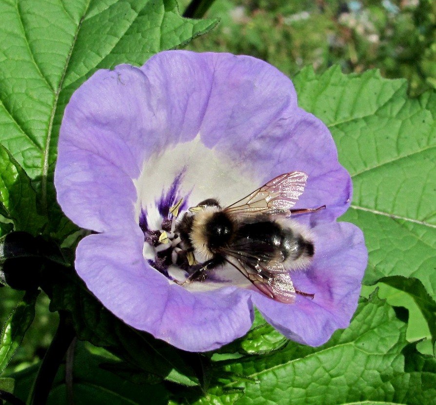 Изображение особи Nicandra physalodes.