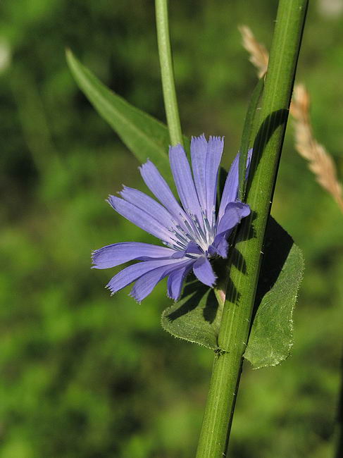Image of Cichorium intybus specimen.