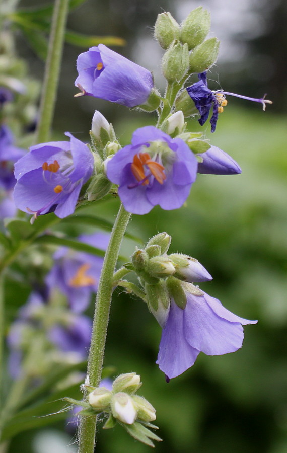 Image of Polemonium caeruleum var. himalayanum specimen.