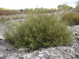 Salsola tragus