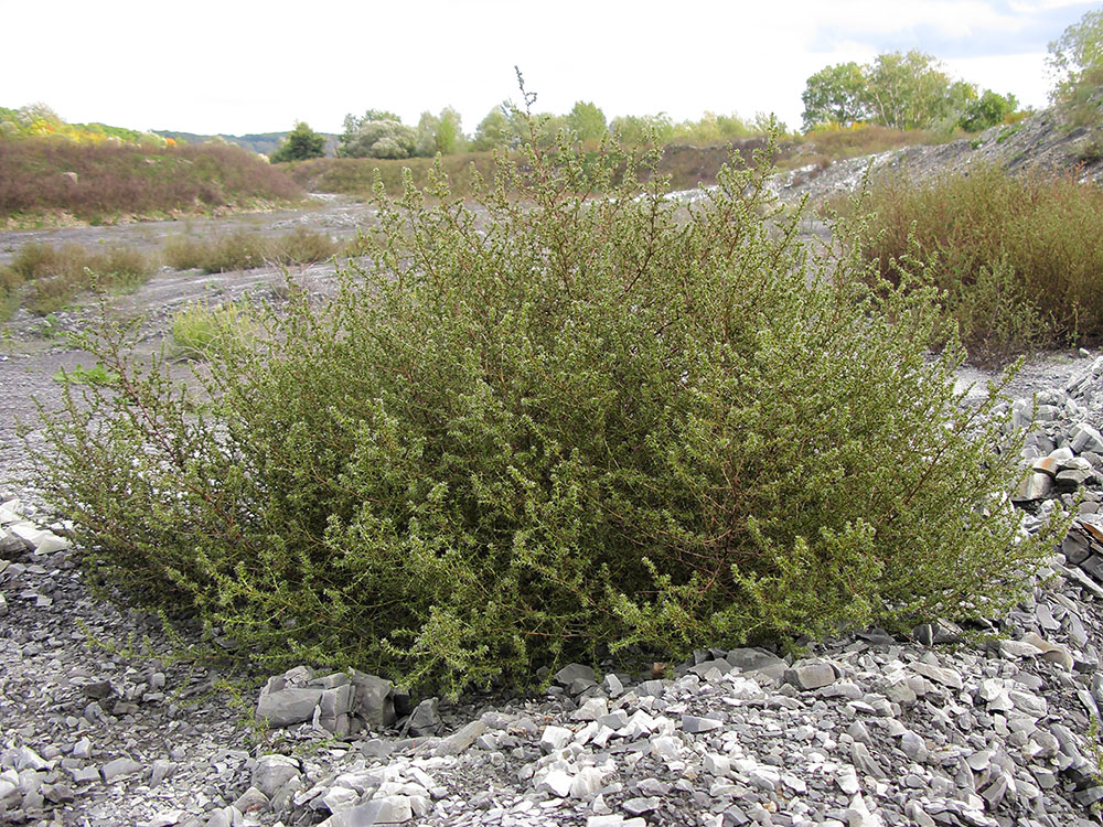 Изображение особи Salsola tragus.