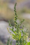 Atriplex nudicaulis