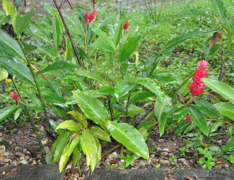 Image of Alpinia purpurata specimen.