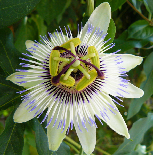 Image of Passiflora caerulea specimen.