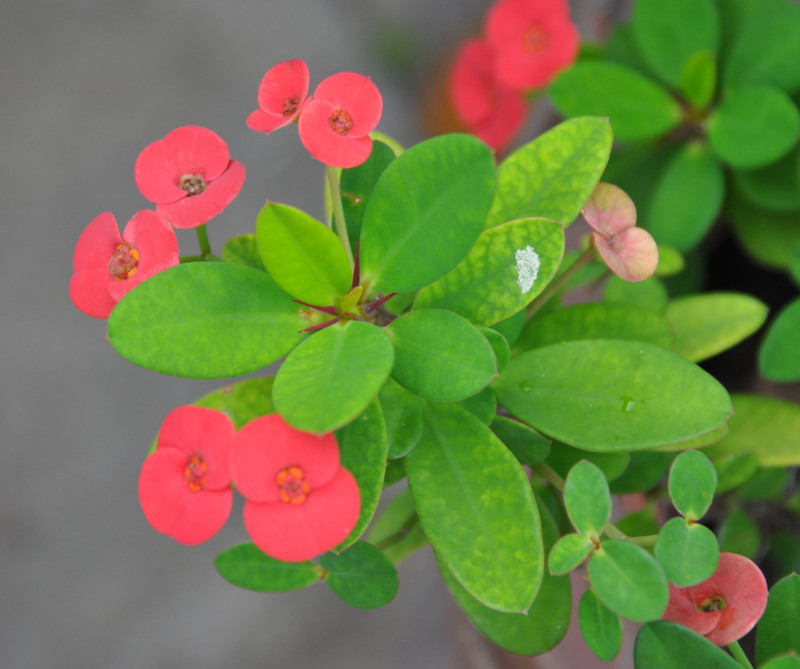 Image of Euphorbia splendens specimen.