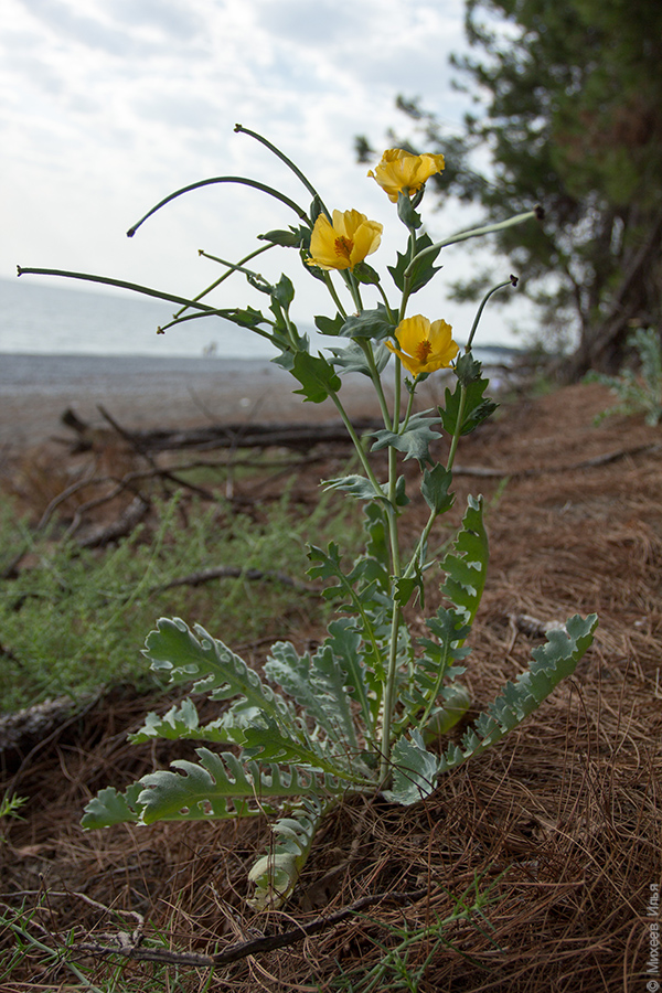 Изображение особи Glaucium flavum.